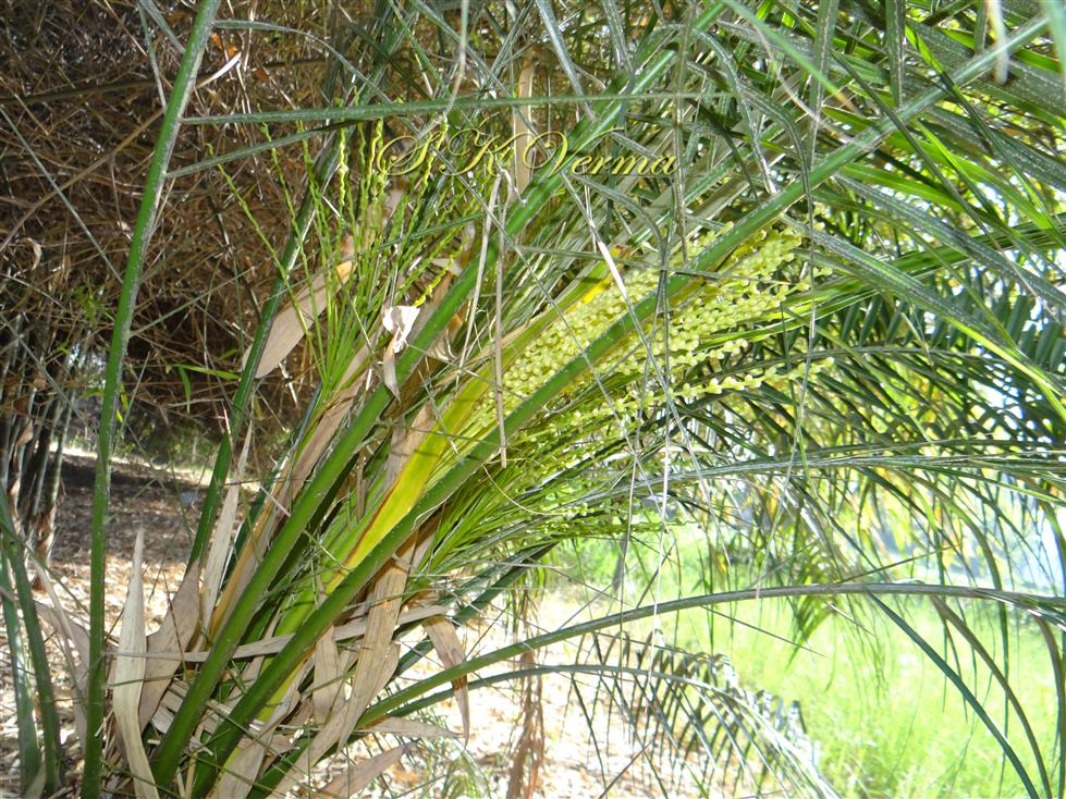   Female Infl.